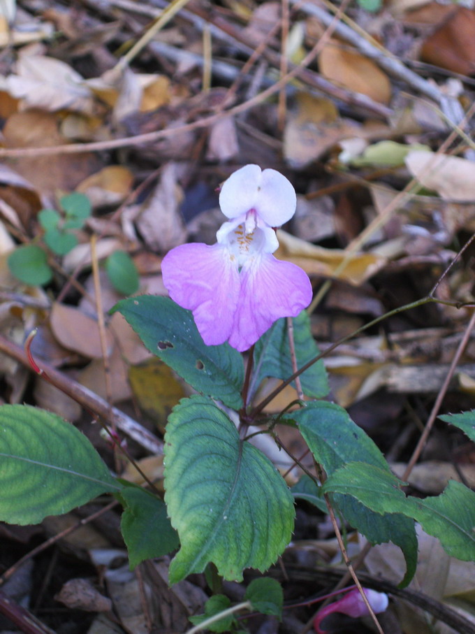 Greto del fiume Sarca - Impatiens balfouri